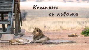 Кемпинг со львами