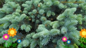 Ель голубая Соня. Краткий обзор, описание характеристик, где купить саженцы picea pungens Sonia