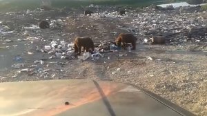 медведи на свалке в Ивашке