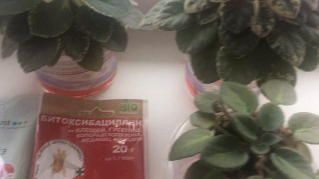 Вредители на фиалках ?. Как от них избавиться? смотреть онлайн