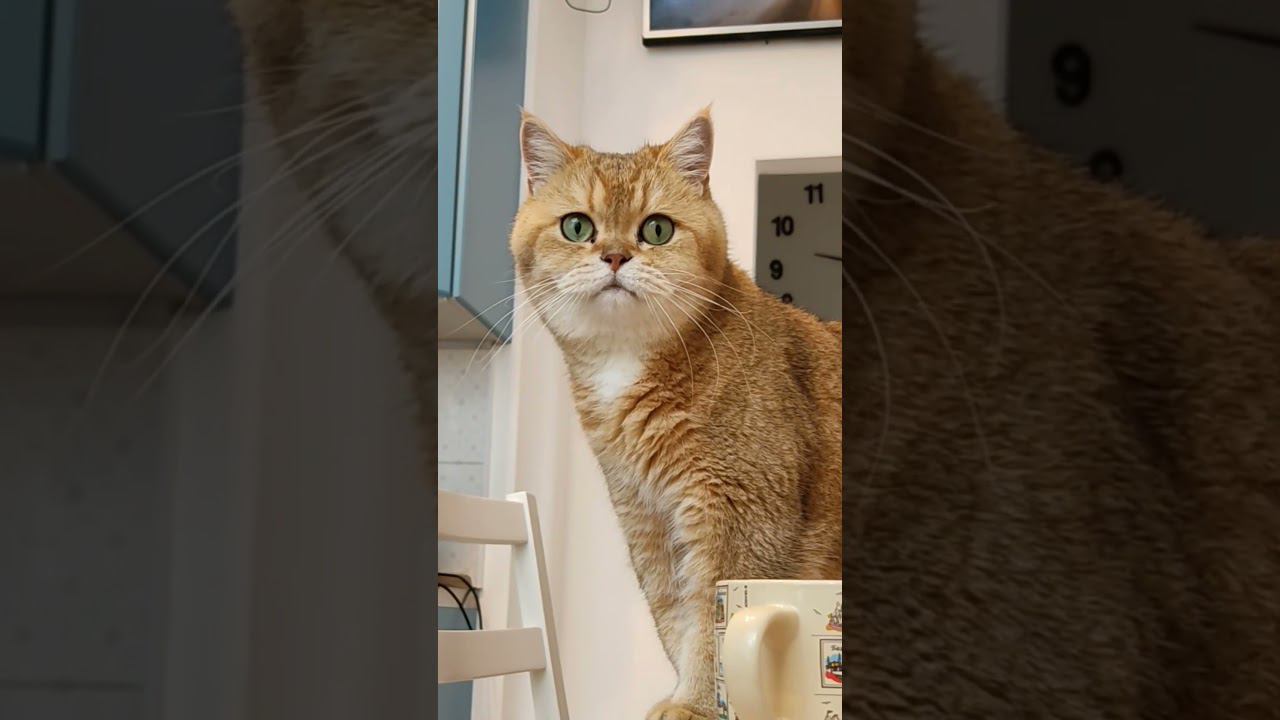 Не плошайте в выходные. Хорошей пятницы, друзья  #cat #безкотаижизньнета #кот #catlover #котики