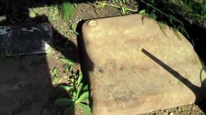 Сибирская Хаски и её отношение к жаре