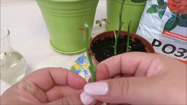 ?как вырастить РОЗЫ? из срезанных цветов (из букета) 1 ЧАСТЬ? В СТРАНЕ ЧУДЕС смотреть онлайн