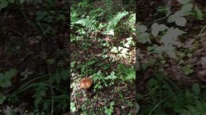 Звенигород грибы 19 год 3