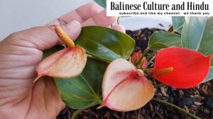 Anthurium Andraeanum / Bunga Flamingo | Tabulam Pot | Balinese Culture and Hindu