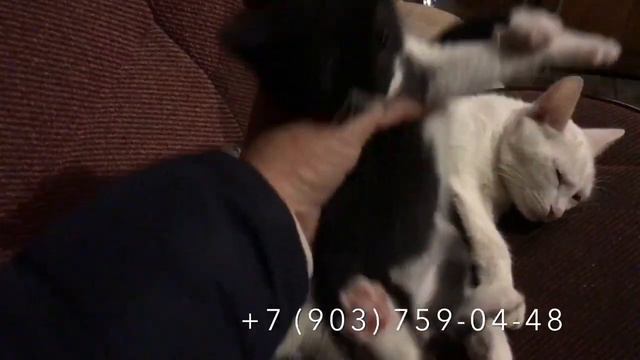 LC273: Котята в добрые руки! Очень красивые котята ищут добрый дом! смотреть онлайн