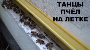 Танцы пчёл на летке улья.