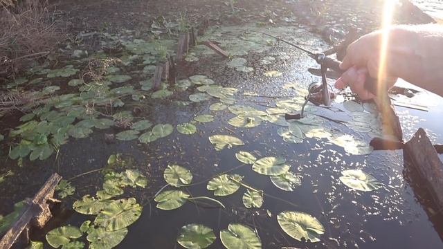 Рыбалка с наноджига на сома! Ловля сома с берега в сентябре на лягушку! смотреть онлайн