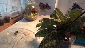 пересадка Орхидеи Башмачок