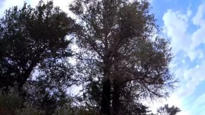 На какие наживки ловить рыбу в жару? Рыбалка  и эксперементы в начале августа .