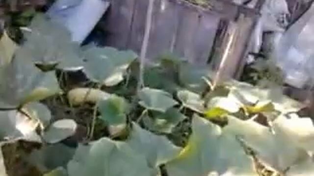 ЧУДО, которое выросло из компоста! смотреть онлайн