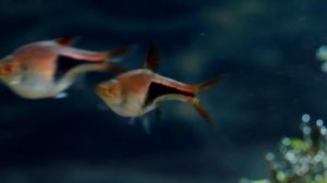 Мой аквариум ч.8 красивые рыбки расбора.