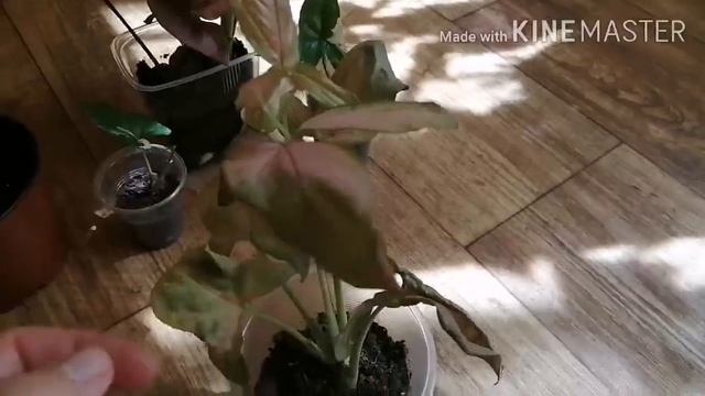 Комнатные цветы. Покупка новых интересных комнатных цветов! смотреть онлайн