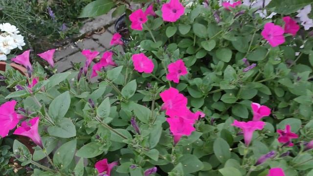 Петуния серии Тайдал - самая мощная и устойчивая в моём дворике ???? смотреть онлайн