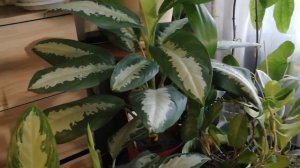 Обзор комнатных растений часть 2