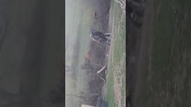 Укротители бешеной собаки смотреть онлайн