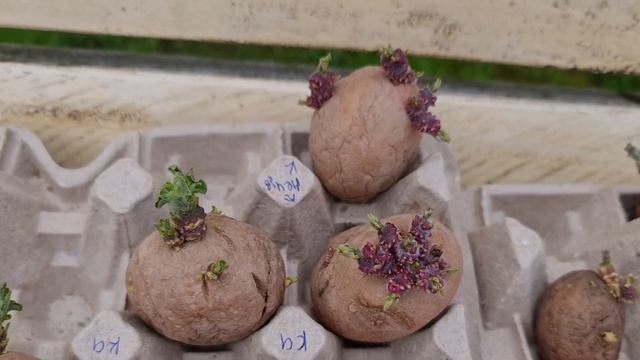 БОЛЬШОЙ УРОЖАЙ с МАЛЕНЬКОЙ ПЛОЩАДИ! УНИКАЛЬНАЯ методика ПОДГОТОВКИ и ПОСАДКИ картофеля