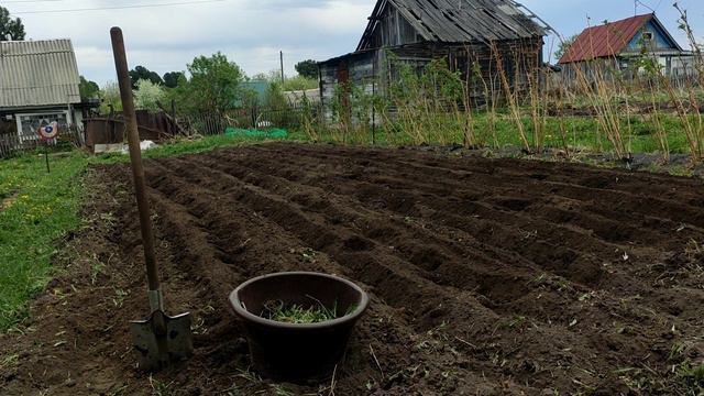 36#Дачный сезон 2022/ Сеем морковь/ Картофель#дача #огород #сибирь #рассада #грядки #картошка смотреть онлайн