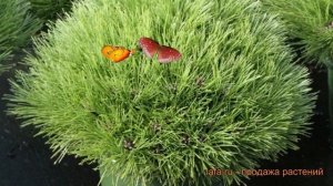 Сосна черная Мари Бреген (pinus nigra marie bregeon) ? обзор: как сажать, саженцы сосны Мари Бреген