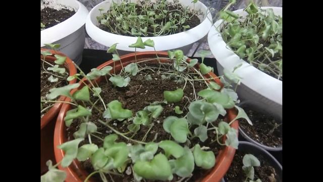 Дихондра серебристая.Способ сохранения зимой.Размножение черенками. Ампельное растение для сада. смотреть онлайн