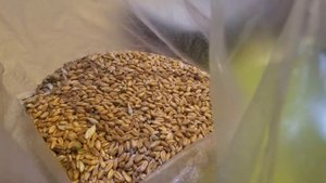 Цельнозерновая мука в домашних условиях за 1,5 минуты.