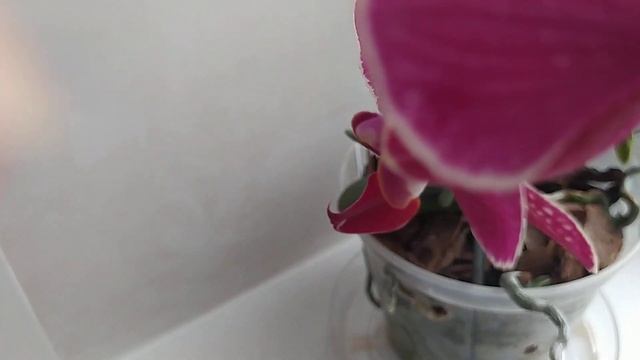 Обзор цветущих орхидей 25.01.2023г.??? смотреть онлайн