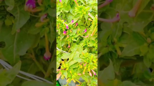 4 O clock plant ki growth,buds ,seeds or flowering ||