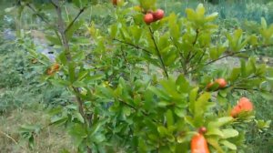 Гранат обыкновенный (Punica granatum) 2018