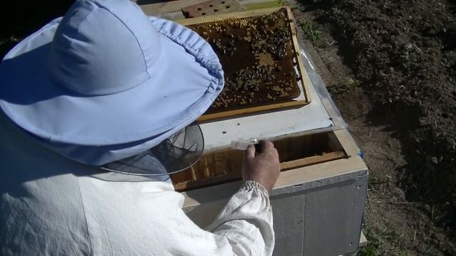 Подсаживаю маток в облетники смотреть онлайн