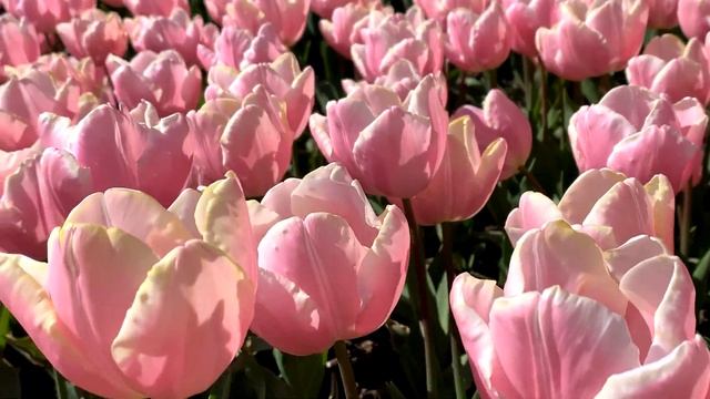 Крым 2023 - ПАРАД ТЮЛЬПАНОВ -  ! Тhe best TULIPS