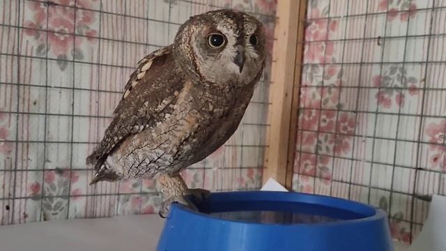 Сплюшка Дима пьёт воду смотреть онлайн