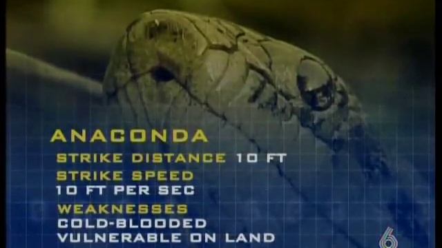 DUELO ANIMAL ANACONDA VS JAGUAR 5/5 FINAL смотреть онлайн