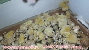 Вылупление перепелов, на 22 день!! Одна ошибка и ты запорол ВСЕ!!