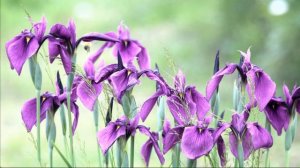 Разнообразие цветов.