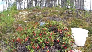 64 КГ ЗА 2 ЧАСА! БОМБАНУЛИ ДЕНЕГ! ЗАРАБОТОК В ТАЙГЕ. СБОР ЯГОД. БРУСНИКА