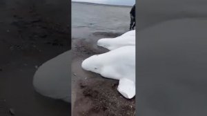Рыбаки спасли семью плачущих белух, едва не погибшую на Камчатке.
