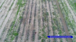 Нижегородка посадила в Дальнеконстантиновском районе лавандовое поле