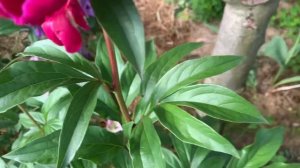 Paeonia 'Mons. Martin Cahuzac'-ЮТУБ :  ПІВОНІЇ - ВСЕ ПРО НИХ