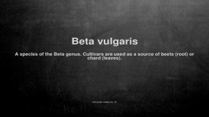 Medical vocabulary: What does Beta vulgaris mean