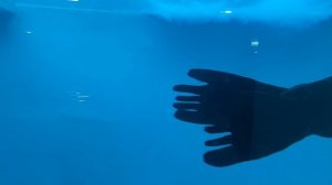 Ластоногие строят рожицы. Московский зоопарк 2024