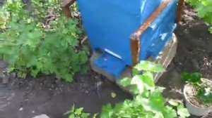 Стационарно размещённый улей аббата Эмиля Варрэ на пасеке как ловушка беглого / дикого пчелиного роя