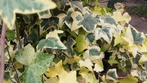 Плющ звичайний Hedera helix " Gold Child"