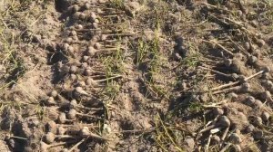 Сравнение чеснока Гулливер и Алексеевский  2 жніўня 2020 г.