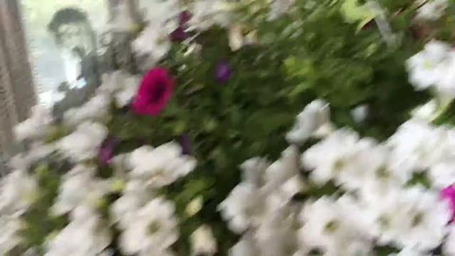 Догляд за петунією частина ІІ смотреть онлайн