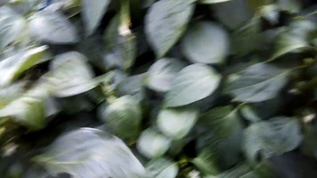 ЧЕМ ОПРЫСКАТЬ ОТ ГУСЕНИЦ БЕЗ ХИМИИ!! ЯДРЕННАЯ СМЕСЬ смотреть онлайн