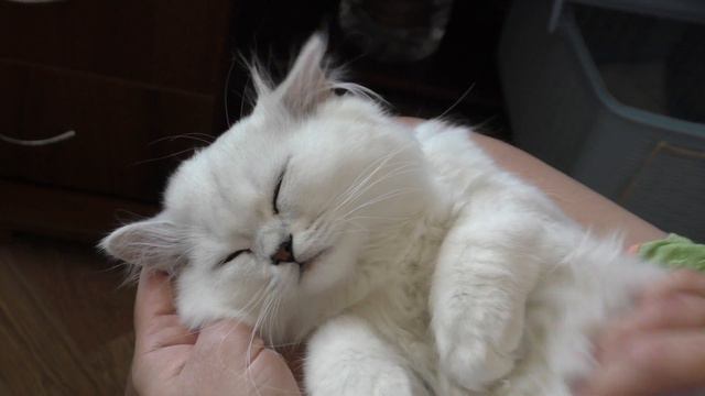 Кот Мишка наш красавец смотреть онлайн