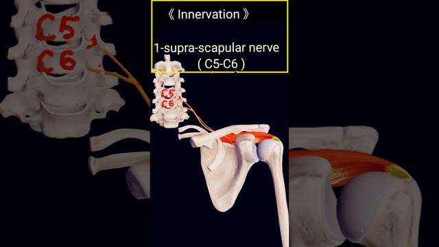 Supra-spinatus muscle Origin/ Insertion,Innervation,arterial supply, action & method of exercise.