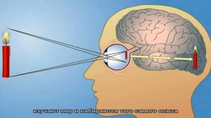 Сколько основных органов чувств у человека и каковы их основные функции и значение? Органы чувств .