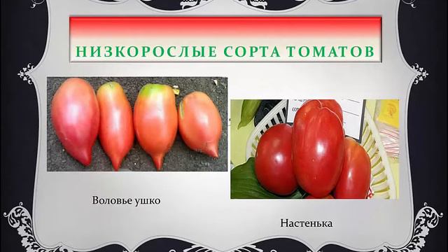 Какие сорта томатов выбрать для посева смотреть онлайн