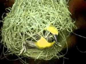 Строительство гнезд